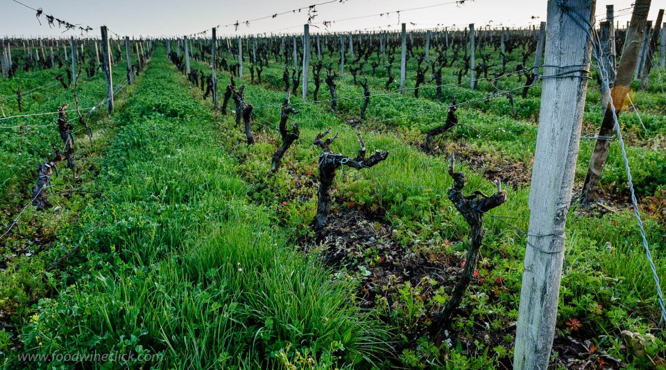 Sauternes vineyard in the early morning