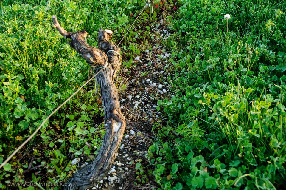 Sauternes vineyard soil