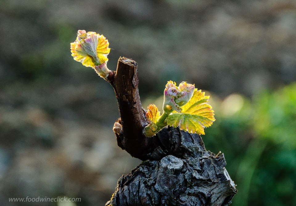 Semillon grapevine with new leaves