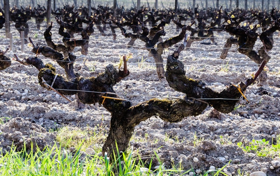 Sémillon vineyard in Sauternes