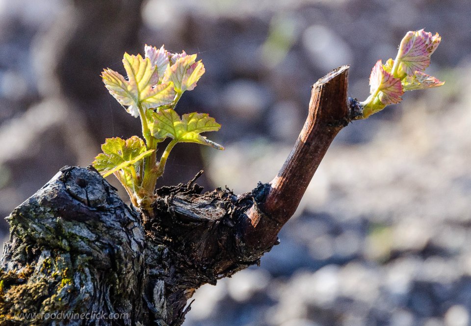 Bud break in a Sauternes vineyard