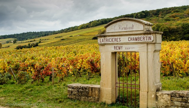 Vineyard view in Morey St. Denis in Burgundy