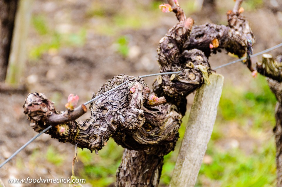 Château Phélan Ségur