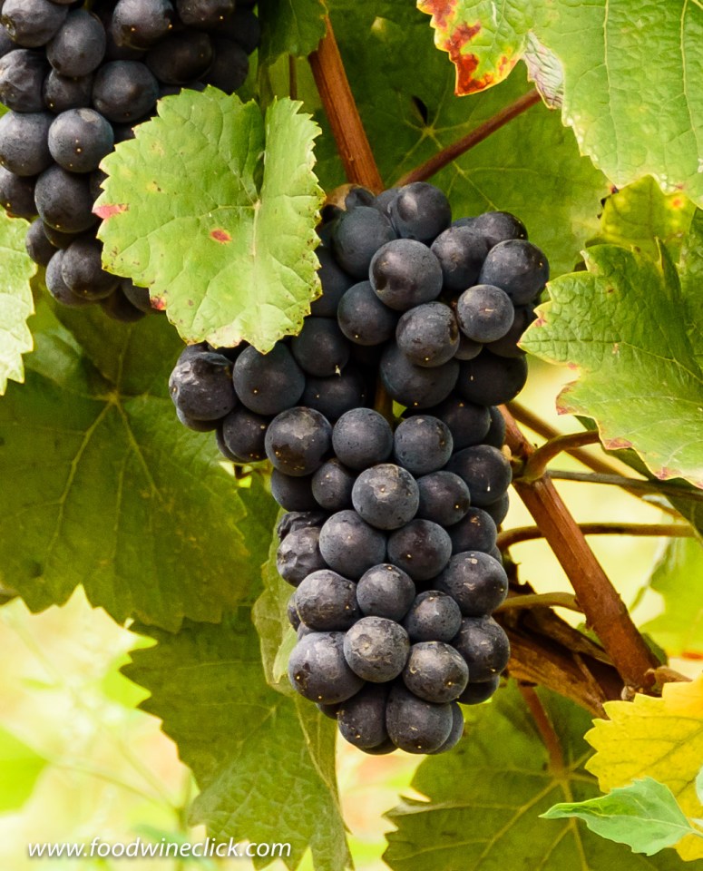 Pinot Noir grapes on the vine in Volnay
