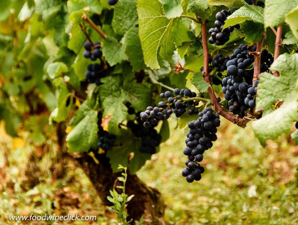 Pinot Noir grapes growning in a vineyard in Volnay
