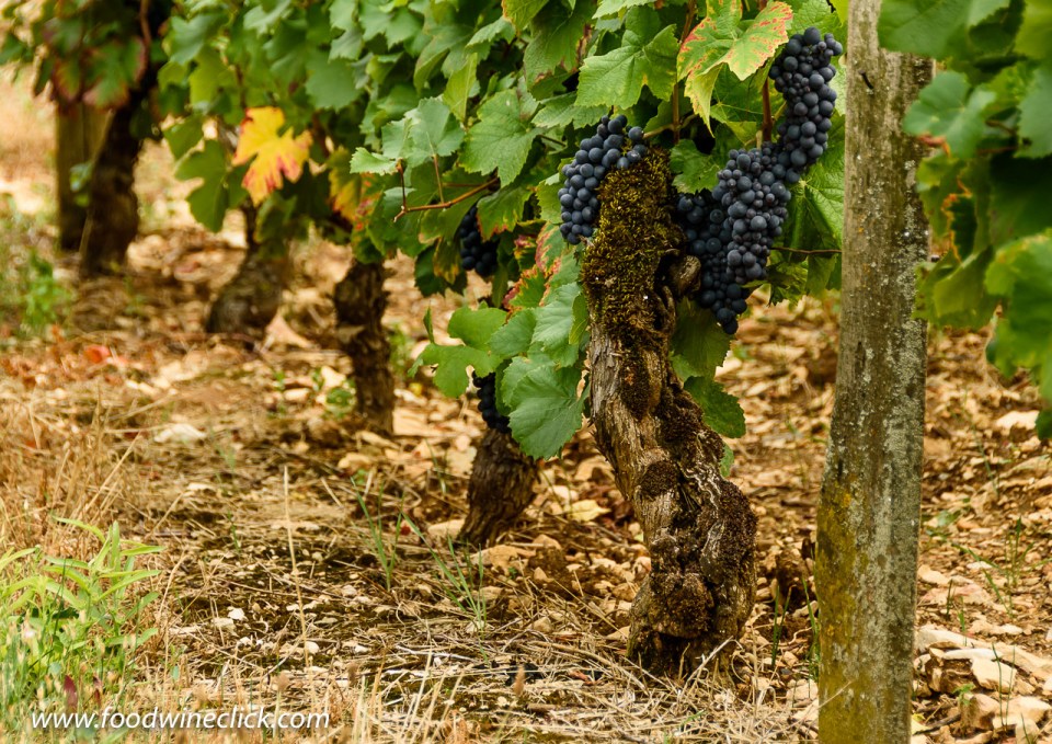 Pinot Noir grapevines in Volnay