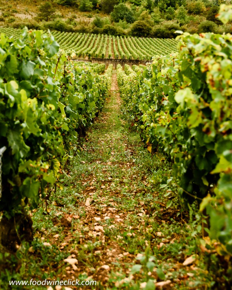 Organic vineyard management in the Montrachet vineyard in Burgundy
