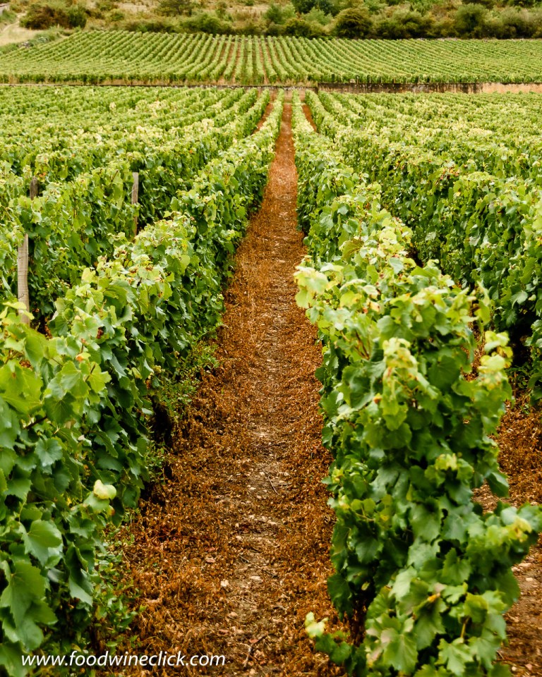 Conventional farming in the Montrachet vineyard in Burgundy