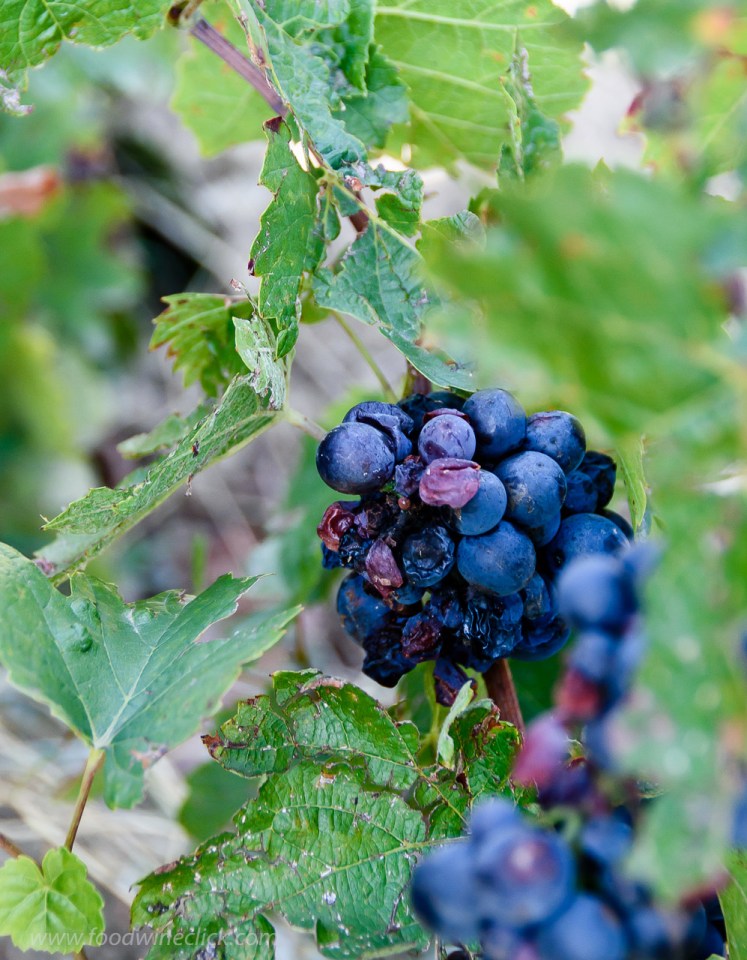 Hail damage to Gamay grapes from the 2017 vintage