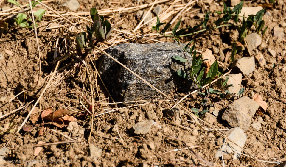 Vineyard soil in Morgon