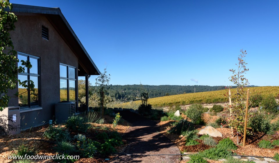 Vineyard and herb gardens at Littorai