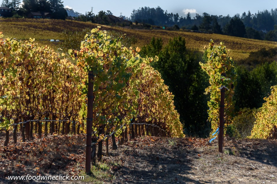 Littorai Pivot vineyard