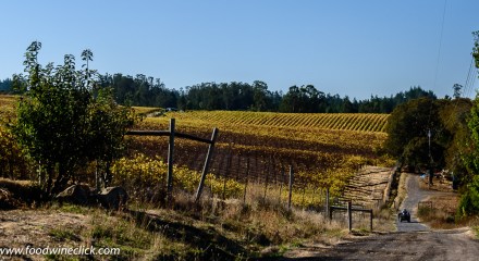 Sonoma vineyard in the fall