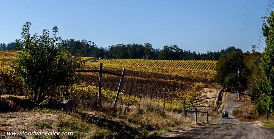 Sonoma vineyard in the fall