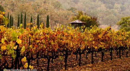 Biodynamics at scale at Bonterra Vineyards