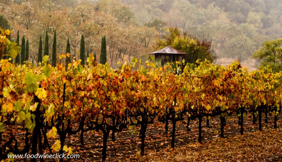 Biodynamics at scale at Bonterra Vineyards