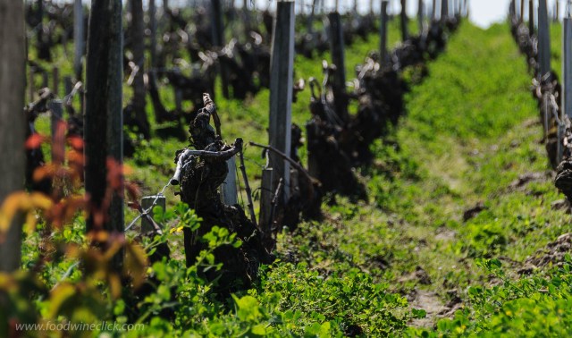 A Bordeaux vineyard in spring