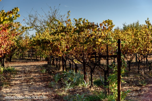 vineyard at Matthiasson in Napa