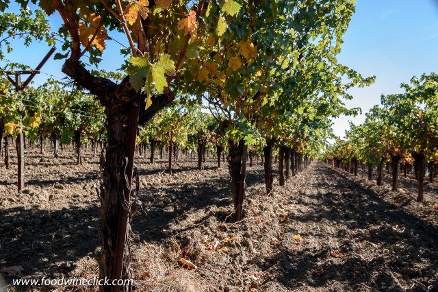 Merlot vines at Frog's Leap Winery in Napa