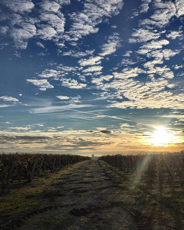 photo courtesy of Vignobles Mercadier http://www.vignoblesmercadier.com/fr/journal.html