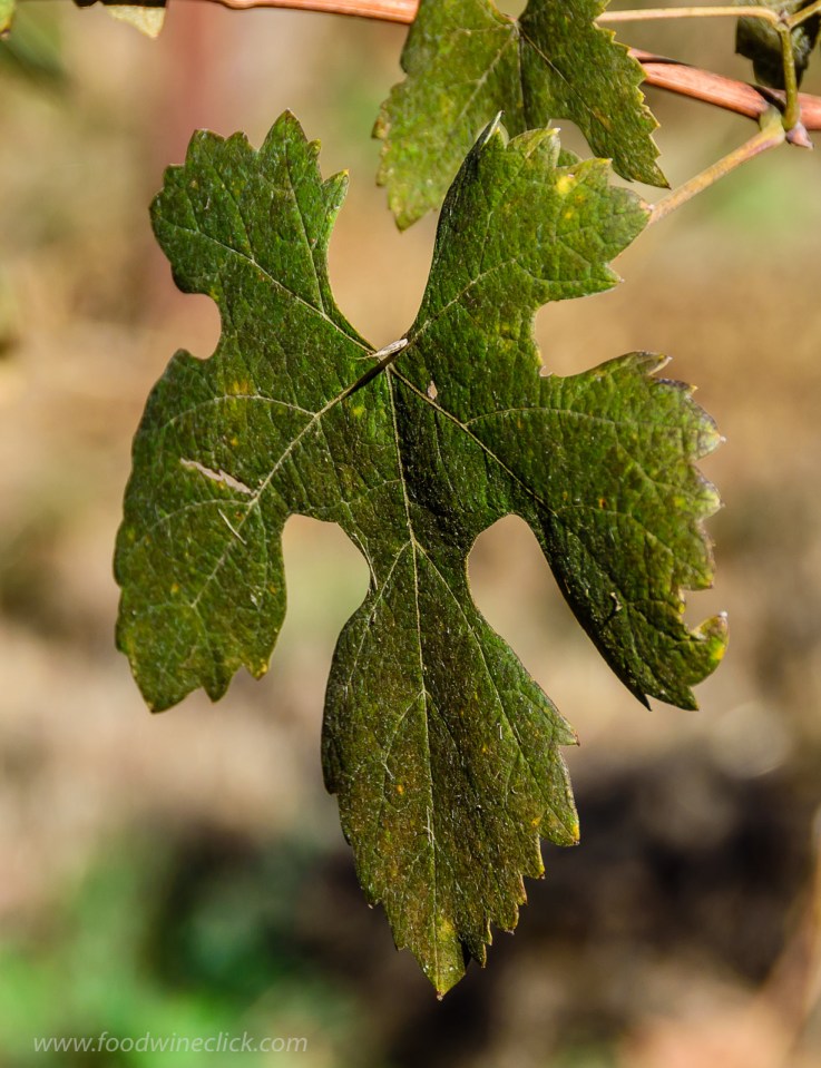 Nebbiolo leaf at Castelli Vineyards in Sonoma