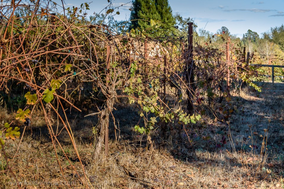 Castelli Vineyards Nebbiolo vines in Sonoma, tended by the precepts of Masanuba Fukuoka