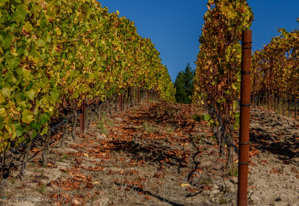 Pivot vineyard at Littorai Wines