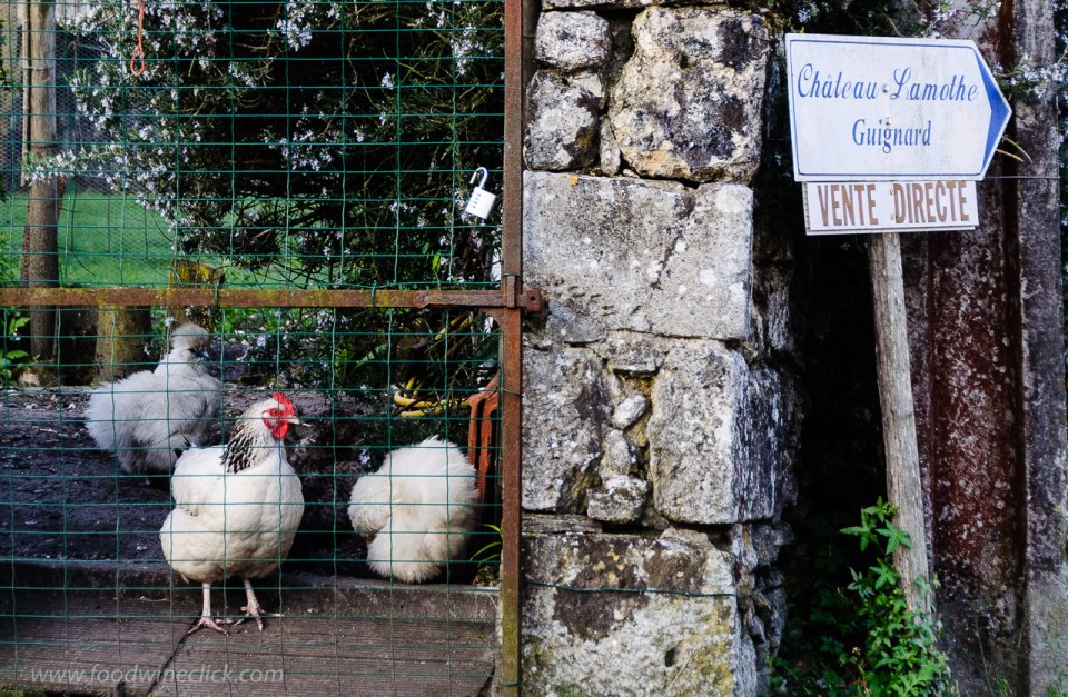 Chateau Lamothe Guignard in Sauternes