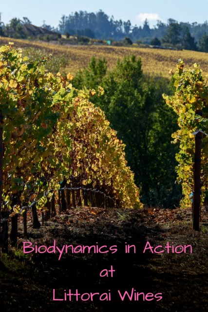 Take a biodynamic vineyard tour at Littorai Wines at www.foodwineclick.com