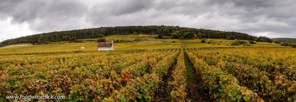 Vineyard view in Gevrey-Chambertin