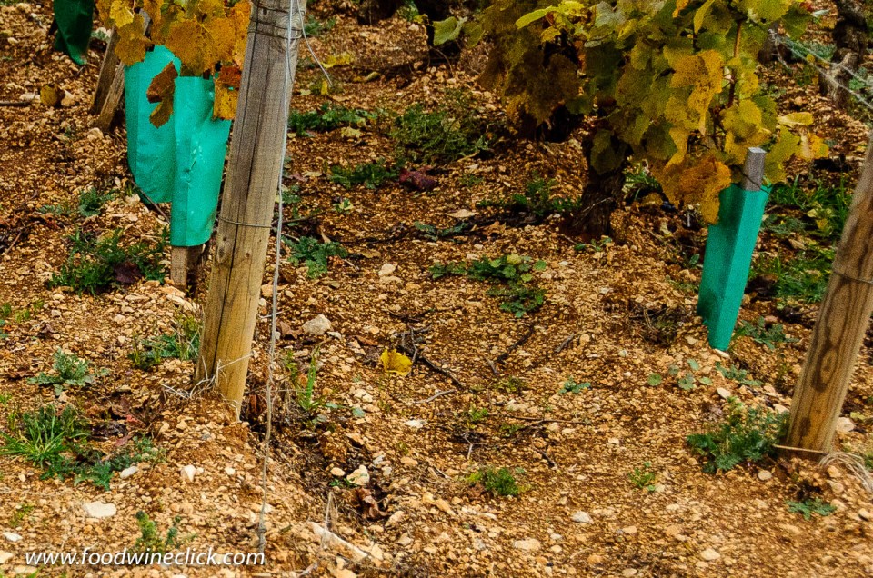 Clos des Lambrays Grand Cru Vineyard in Morey-Saint-Denis