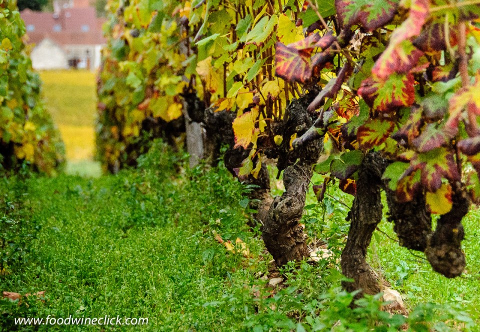 Old Pinot Noir vines in Morey-Saint-Denis in Burgundy
