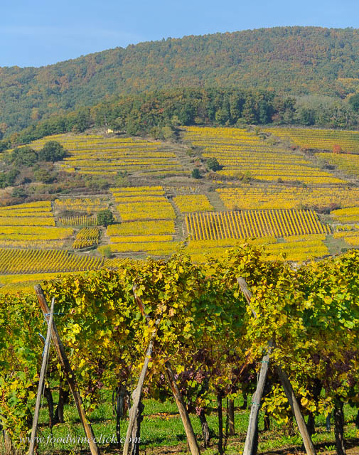 Alsace vineyard in the fall