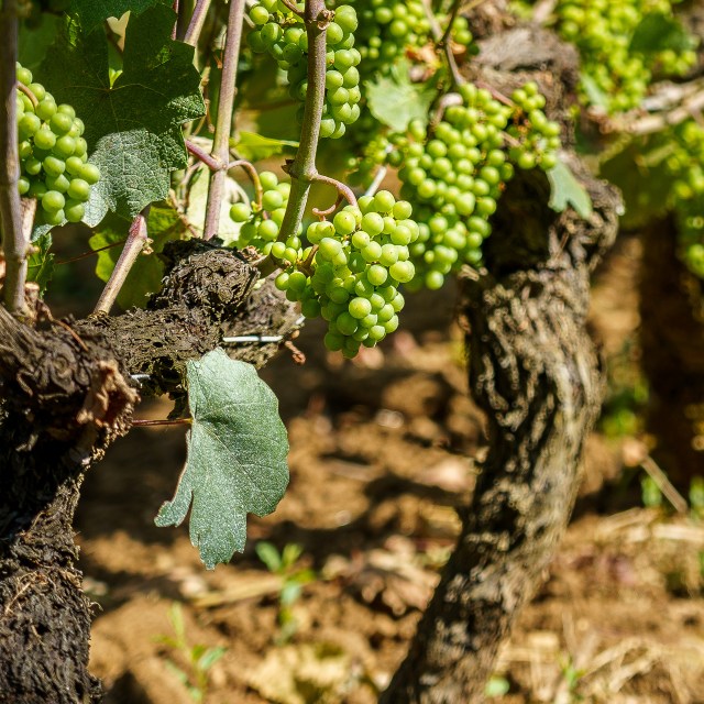 Organically farmed Pinot Noir grapes growing in the July sun in Maranges.