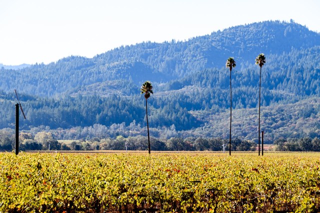 Duckhorn Three Palms Vineyard